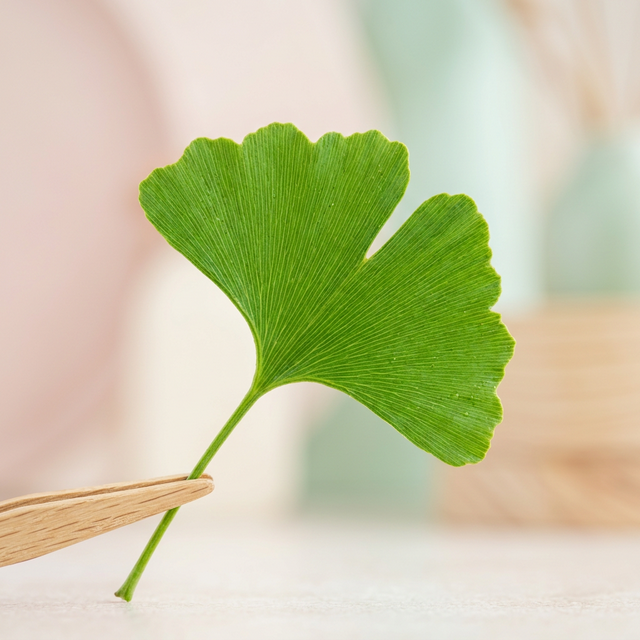 Ginkgo Leaf